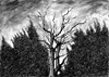 The Pagan Tree, Lyth Hill  (2016)