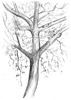Tree Study, London Fields | Archival Pigment Print on Hahnemühle Photo Rag 308gsm Paper | Edition of 10, Signed and Numbered / Dated  (2022)