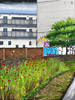 Wild Flowers, Broadway Market  (2023)